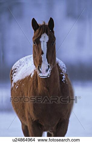 Picture -  horse winter close up portrait pinto alert eye. Fotosearch