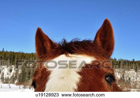 Stock Image -  horse winter colse up concept image section ears. Fotosearch