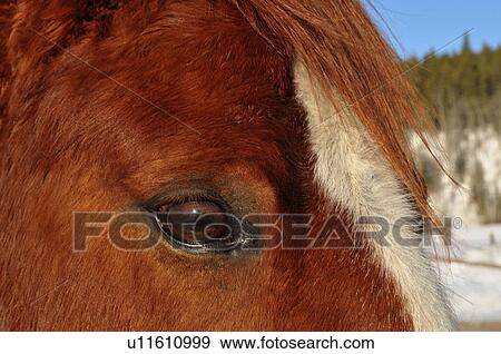 Stock Photo -  horse winter face close up concept image section. Fotosearch