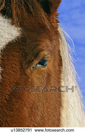 horse winter face close up section portrait one View Large Photo Image Stock Image - horse winter face close up section portrait one. Fotosearch