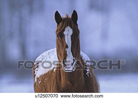 Stock Image -  horse winter head front portrait image brown . Fotosearch