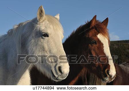 horse winter horozontal head shot portrait image View Large Photo Image Picture - horse winter horozontal head shot portrait image. Fotosearch