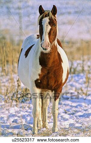 Stock Photo -  horse winter pinto standing front in pasture . Fotosearch