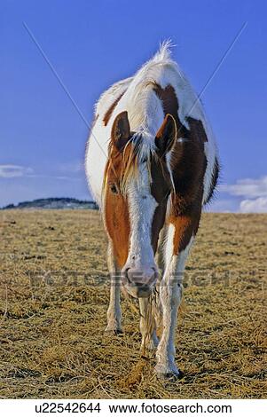 horse winter pinto walking forward curious in 13 View Large Photo Image Picture - horse winter pinto walking forward curious in 13. Fotosearch