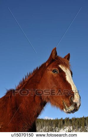 Stock Image -  horse winter portrait brown domestic crisp clear. Fotosearch