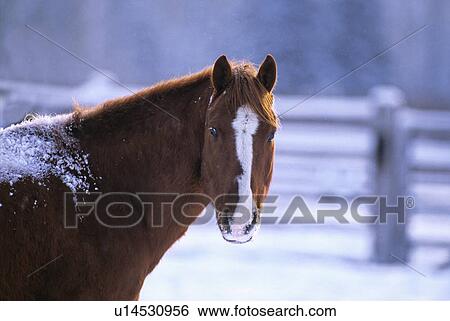 Stock Photograph -  horse winter portrait brown snow back in animal. Fotosearch