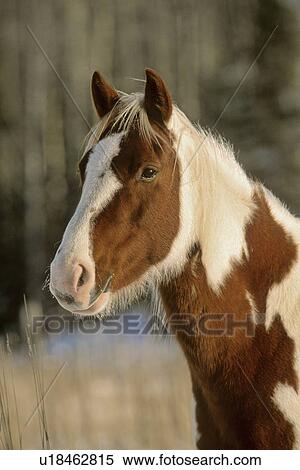 horse winter portrait pinto pony 21 animal one View Large Photo Image Stock Photography - horse winter portrait pinto pony 21 animal one. Fotosearch