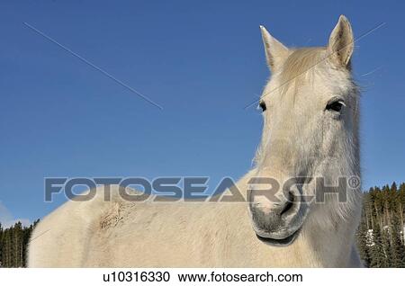 Stock Image -  horse winter portrait white domestic crisp clear winters day. Fotosearch