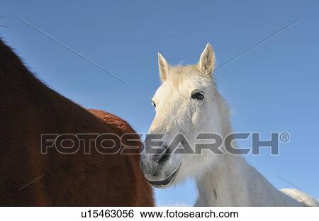 Stock Photograph -  horse winter portrait white domestic following. Fotosearch