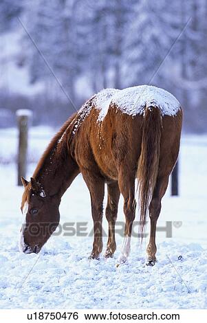 Stock Photograph -  horse winter rear view brown foraging in snow 13. Fotosearch
