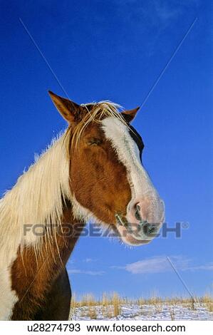 Stock Image -  horse winter sun conceptual portrait pinto in. Fotosearch