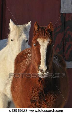 Stock Photo -  horse winter vertical image two young horses one. Fotosearch