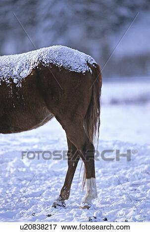 Stock Photo -  horse winter view horses rear covered snow . Fotosearch