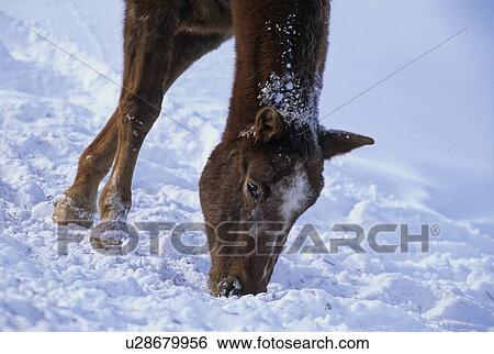 Stock Photograph -  horse winter young foraging through snow for dry. Fotosearch