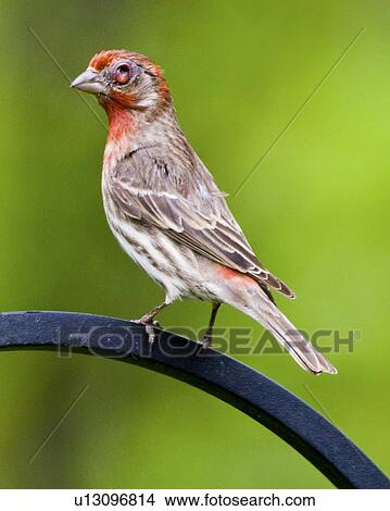Picture -  house finch carpodacus mexicanus clear brook. Fotosearch