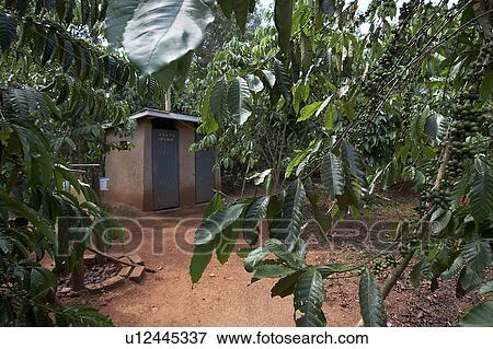 house uganda out pit latrine toilet kayunga View Large Photo Image Stock Photo - house uganda out pit latrine toilet kayunga . Fotosearch