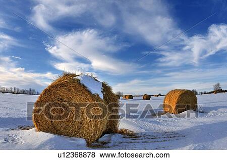 Stock Photo -  icon winter horozontal landscape round bales . Fotosearch