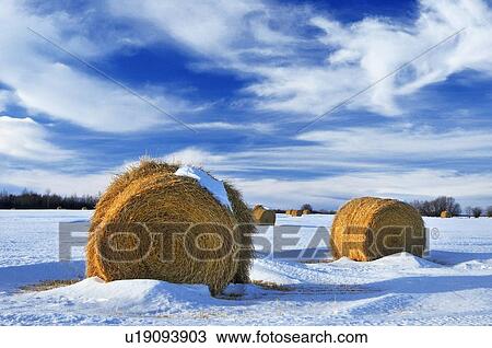 icon winter landscape round bales straw View Large Photo Image Stock Image - icon winter landscape round bales straw . Fotosearch