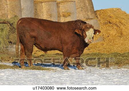 Stock Image -  image older adult bull standing feedlot in rural. Fotosearch