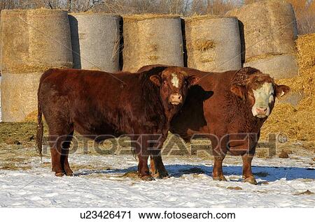 Stock Image -  image young bull standing older feedlot in rural. Fotosearch