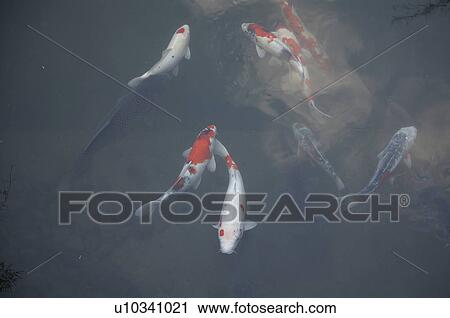 japan eikando or zenrinji temple kyoto carp View Large Photo Image Stock Image - japan eikando or zenrinji temple kyoto carp . Fotosearch