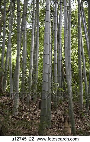 japan engakuji zen temple kamakura bamboo in zen View Large Photo Image Stock Image - japan engakuji zen temple kamakura bamboo in zen. Fotosearch