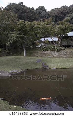 Stock Image -  japan engakuji zen temple kamakura carp in pond. Fotosearch