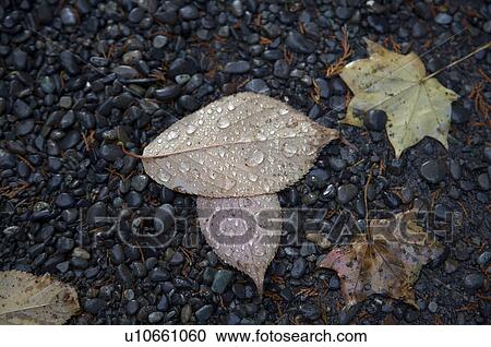 Stock Image -  japan shinto temple sapporo hokkaido leaves asia. Fotosearch