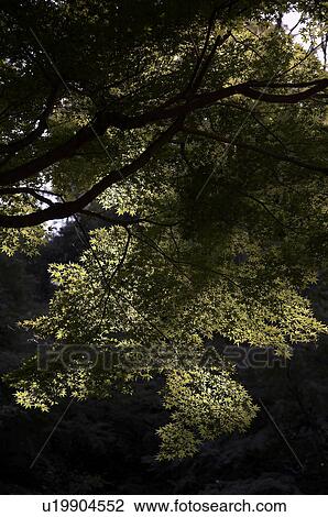 japan tokeiji buddhist temple kamakura detail View Large Photo Image Stock Image - japan tokeiji buddhist temple kamakura detail . Fotosearch