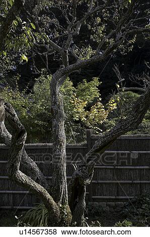 Stock Photo -  japan tokeiji buddhist temple kamakura detail . Fotosearch