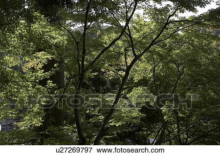 Stock Photo -  japan tokeiji buddhist temple kamakura detail . Fotosearch