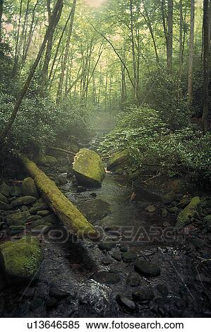 joyce kilmer memorial forest slick rock View Large Photo Image Stock Photography - joyce kilmer memorial forest slick rock. Fotosearch