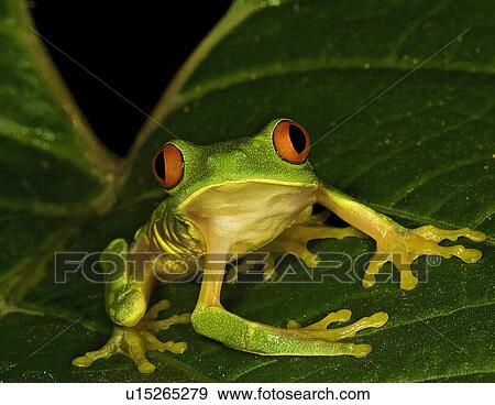 Stock Photo -  leaf redeyed frog agalychnis callidryas belize. Fotosearch