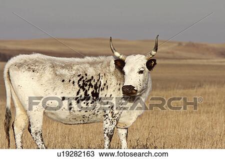 longhorn steer in pasture cow fall stubble field View Large Photo Image Stock Image -  longhorn steer in pasture cow fall stubble field. Fotosearch