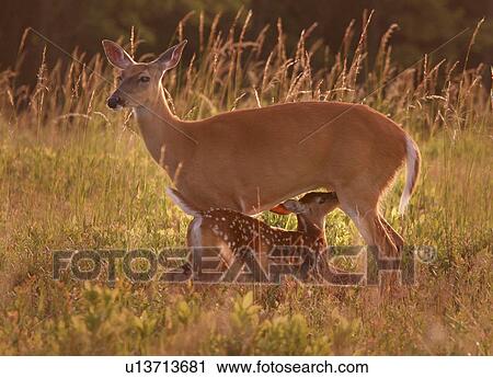 love nature july mother doe nursing fawn View Large Photo Image Stock Image - love nature july mother doe nursing fawn . Fotosearch