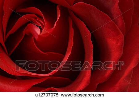Stock Photography -  love rose pattern nature leaf red roses romantic. Fotosearch