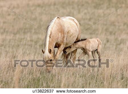 love sport horse nature colt in pasture canada View Large Photo Image Stock Photo - love sport horse nature colt in pasture canada. Fotosearch