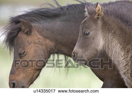 Stock Photo -  love sport horse nature colt in pasture canada. Fotosearch