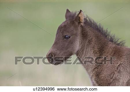 love sport horse nature colt in pasture canada View Large Photo Image Stock Photograph - love sport horse nature colt in pasture canada. Fotosearch