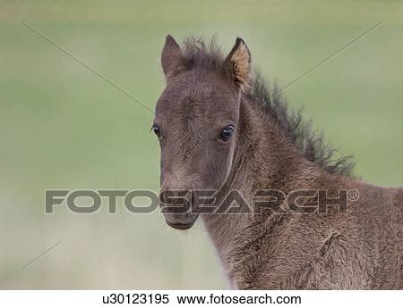 Stock Photography -  love sport horse nature colt in pasture canada. Fotosearch