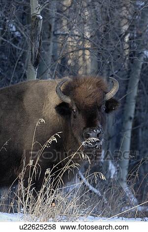 male female bison standing in autumn coloured View Large Photo Image Stock Photo - male female bison standing in autumn coloured. Fotosearch