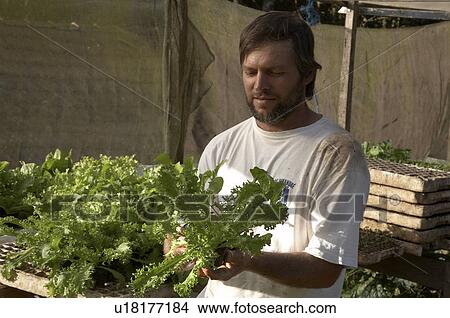 man brazil organic farmer jose carlos goncalves View Large Photo Image Picture - man brazil organic farmer jose carlos goncalves . Fotosearch