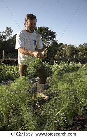 Stock Photo -  man brazil organic farmer jose carlos goncalves . Fotosearch