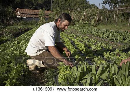 Stock Photo -  man brazil organic farmer jose carlos goncalves . Fotosearch