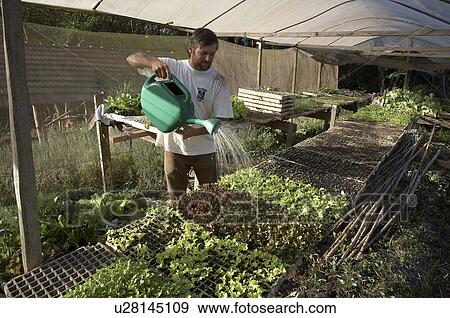 man brazil organic farmer jose carlos goncalves View Large Photo Image Stock Photo - man brazil organic farmer jose carlos goncalves . Fotosearch