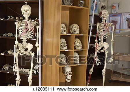 Stock Image -  medical college interior sut vattapara skulls. Fotosearch