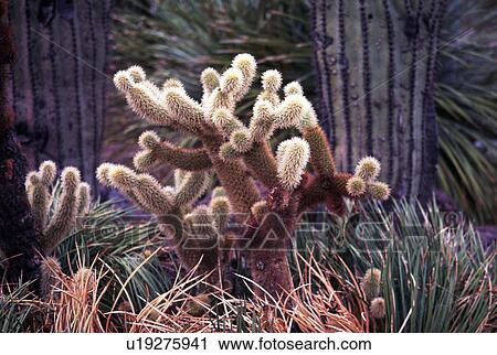 Stock Image -  mexico new sonora sonoran states usa united arid. Fotosearch