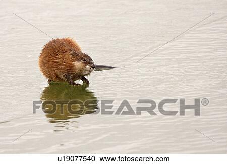 muskrat lake ice in reflection buffalo pound fur View Large Photo Image Stock Image - muskrat lake ice in reflection buffalo pound fur. Fotosearch