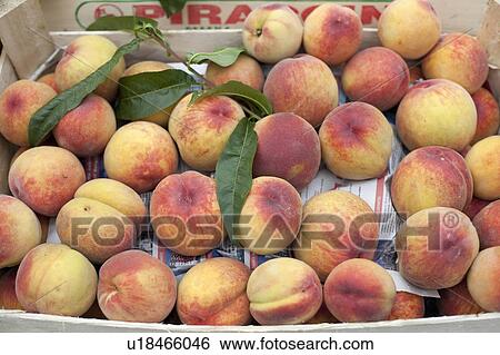 naturally grown fruits sold market peaches View Large Photo Image Stock Photograph - naturally grown fruits sold market peaches . Fotosearch