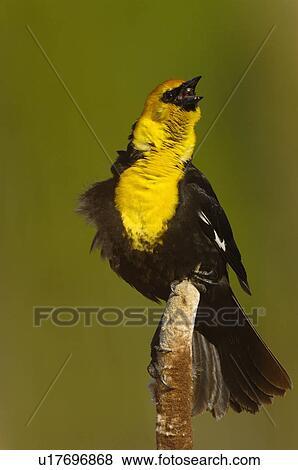 nature adult male blackbird singing vocal View Large Photo Image Stock Photo - nature adult male blackbird singing vocal . Fotosearch